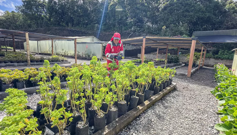 Vivero